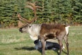 Wild Bull Caribou Royalty Free Stock Photo