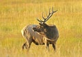 Wild Bull Elk Royalty Free Stock Photo