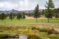 Wild bull elk wanders around the golf course in Estes Park Colorado, during the rut
