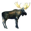 Wild Bull Moose, Eurasian Elk, Alces alces isolated, watercolor illustration Royalty Free Stock Photo