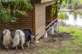 Wild bull yaks Bos mutus in the enclosure