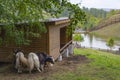 Wild bull yaks Bos mutus in the enclosure