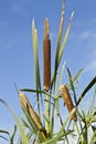 Wild bullrush plant