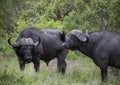 Wild bulls of the black African buffalo or Syncerus caffer, rest in the heat of the day Royalty Free Stock Photo