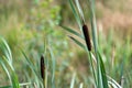 A wild bulrush on the moors Royalty Free Stock Photo