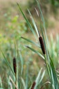 A wild bulrush on the moors