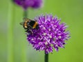 Wild bumblebee of black and orange color collects nectar and pollen from decorative onions