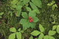 Wild bunchberry plant on forest floor