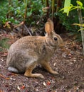 Wild bunny rabbit hiding in plain sight Royalty Free Stock Photo