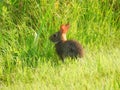 Wild bunny rabbit sits in the grass soaking up the sun