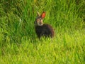 Wild bunny rabbit sits in the grass soaking up the sun