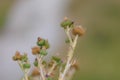 Wild burdock thorn. Background with selective focus Royalty Free Stock Photo