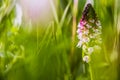 Wild Burnt Orchid