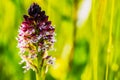 Wild Burnt Orchid