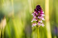 Wild Burnt Orchid