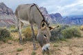 Wild burro