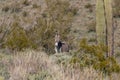 Wild Burro in the Arizona Desert in Spring Royalty Free Stock Photo