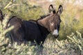 Wild Burro in the Arizona Desert in Spring Royalty Free Stock Photo