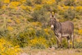 Wild Burro in the Arizona Desert in Spring Royalty Free Stock Photo