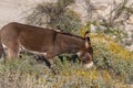 Cute Wild Burro in the Arizona Desert in Spring Royalty Free Stock Photo