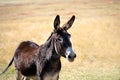 Wild Burro in South Dakota