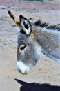 Wild Burro Earp, California, United States Royalty Free Stock Photo