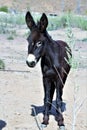 Wild Burro Earp, California, United States