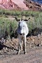 Wild Burro Earp, California, United States