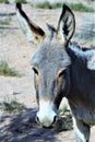 Wild Burro Earp, California, United States Royalty Free Stock Photo