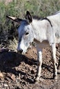 Wild Burro Earp, California, United States Royalty Free Stock Photo