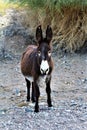 Wild Burro Earp, California, United States Royalty Free Stock Photo