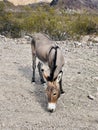 Wild Burro 2 Royalty Free Stock Photo