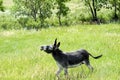 Wild Burro With a Funny Expression Royalty Free Stock Photo