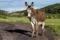 Wild burro