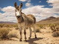 Wild Burro