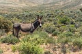 Wild Burro in the Nevada Desert