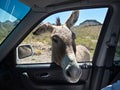Wild burro getting very friendly