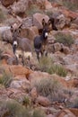 Wild Burros Royalty Free Stock Photo