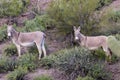 Wild Burros in the Arizona Desert Royalty Free Stock Photo