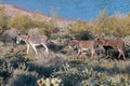 Wild Burros in the Arizona Desert in Spring Royalty Free Stock Photo