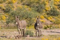 Pair of Wild Burros in the Desert Royalty Free Stock Photo