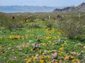 Wild Burros in the Black Mountains along Route 66 Royalty Free Stock Photo