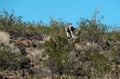 Wild Burros, the Black Mountains in Arizona Royalty Free Stock Photo