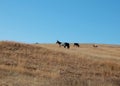 Wild Burros at Custer State Park in South Dakota