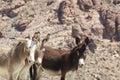 Wild Burros, Donkey, Wildlife Royalty Free Stock Photo