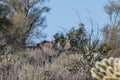 Wild Burros Hiding in the Arizona Desert Royalty Free Stock Photo