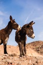 Wild Burros in Profile