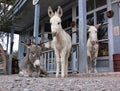 Wild Burros in Oatman Arizona, Route 66