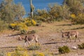 Wild Burros in Spring in Arizona Royalty Free Stock Photo