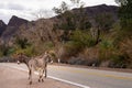 Wild Burros wander into the road on Parker Dam Road Royalty Free Stock Photo